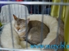 SofistiCat Aprilie 2015