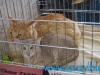 SofistiCat Aprilie 2015