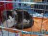 SofistiCat Aprilie 2015