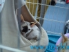 SofistiCat Aprilie 2015