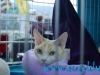 SofistiCat Aprilie 2015