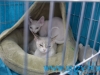 SofistiCat Aprilie 2015