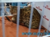 SofistiCat Aprilie 2015