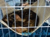 SofistiCat Aprilie 2015