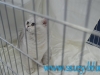 SofistiCat Aprilie 2015