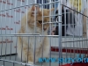 SofistiCat Aprilie 2015
