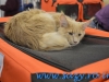 Expozitie internationala de pisici SofistiCat – Sala Palatului 8-9 martie 2014