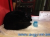 Expozitie internationala de pisici SofistiCat – Sala Palatului 8-9 martie 2014