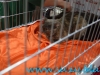 Sofisticat_martie_2016_1