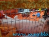 Sofisticat_martie_2016_3