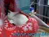 Sofisticat_martie_2016_4