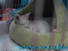Sofisticat_martie_2016_5