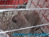 Sofisticat_martie_2016_6