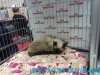 Sofisticat_martie_2016_8