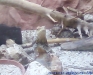 Gradina Zoologica Bucuresti