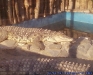 Gradina Zoologica Bucuresti