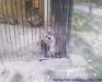 Gradina Zoologica Bucuresti