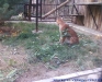 Gradina Zoologica Bucuresti